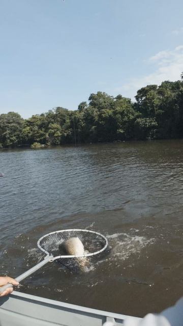 Реликтовая АРАПАЙМА!🤩 #teammida