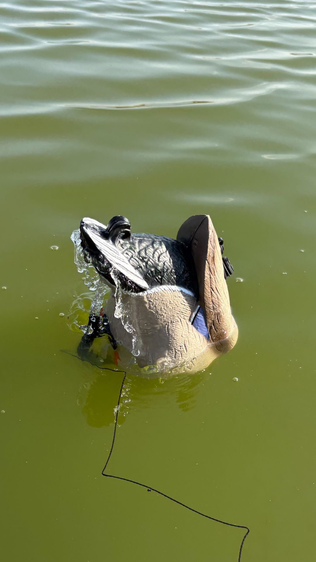 Активный хвостик 