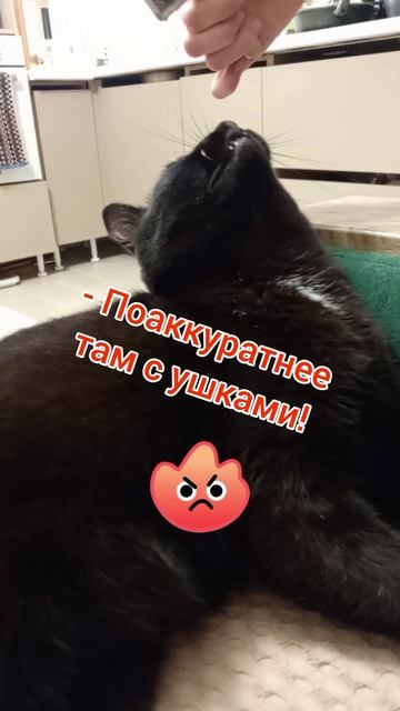 Симбу причесывают