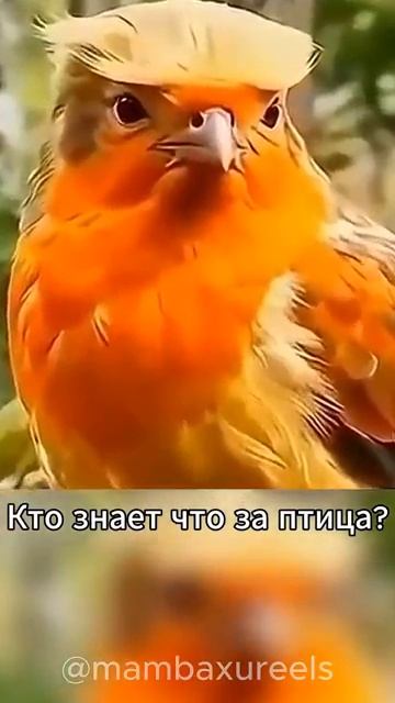 Кто знает что за птица 😂😂😂