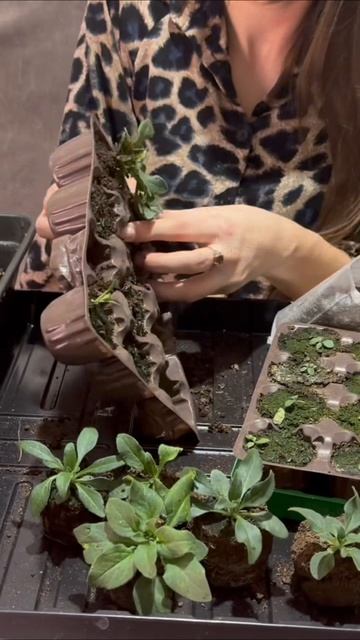 Посев петунии в два срока: результат