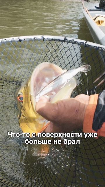 Окунь прямиком с Амазонки – Пикок! #teammida