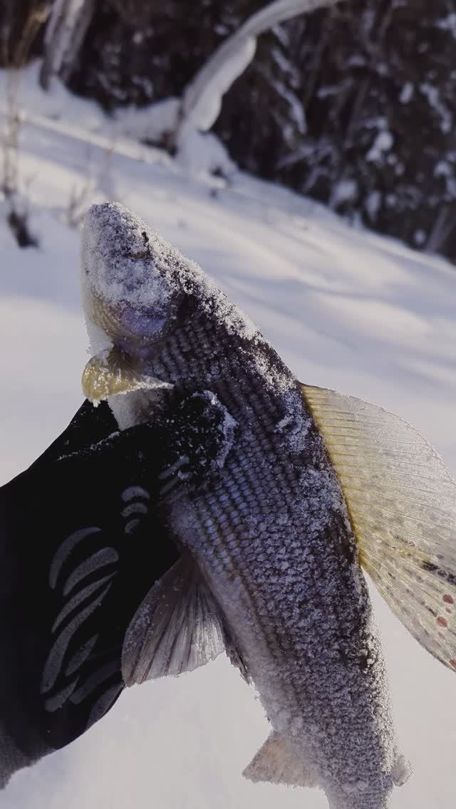 ХАРИУС ЗИМНЯЯ РЫБАЛКА