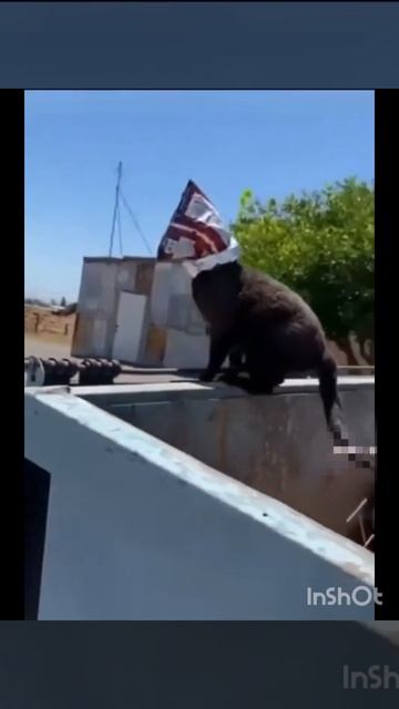 #юмор #шуточное #прикол ,смешные моменты с котами,смешные котики