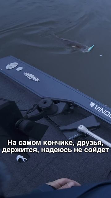 Вот это кабанчик! И кто сказал, что вибы - зимняя приманка?! Trixy 125 Slim в #24 цвете🔥 #teammida