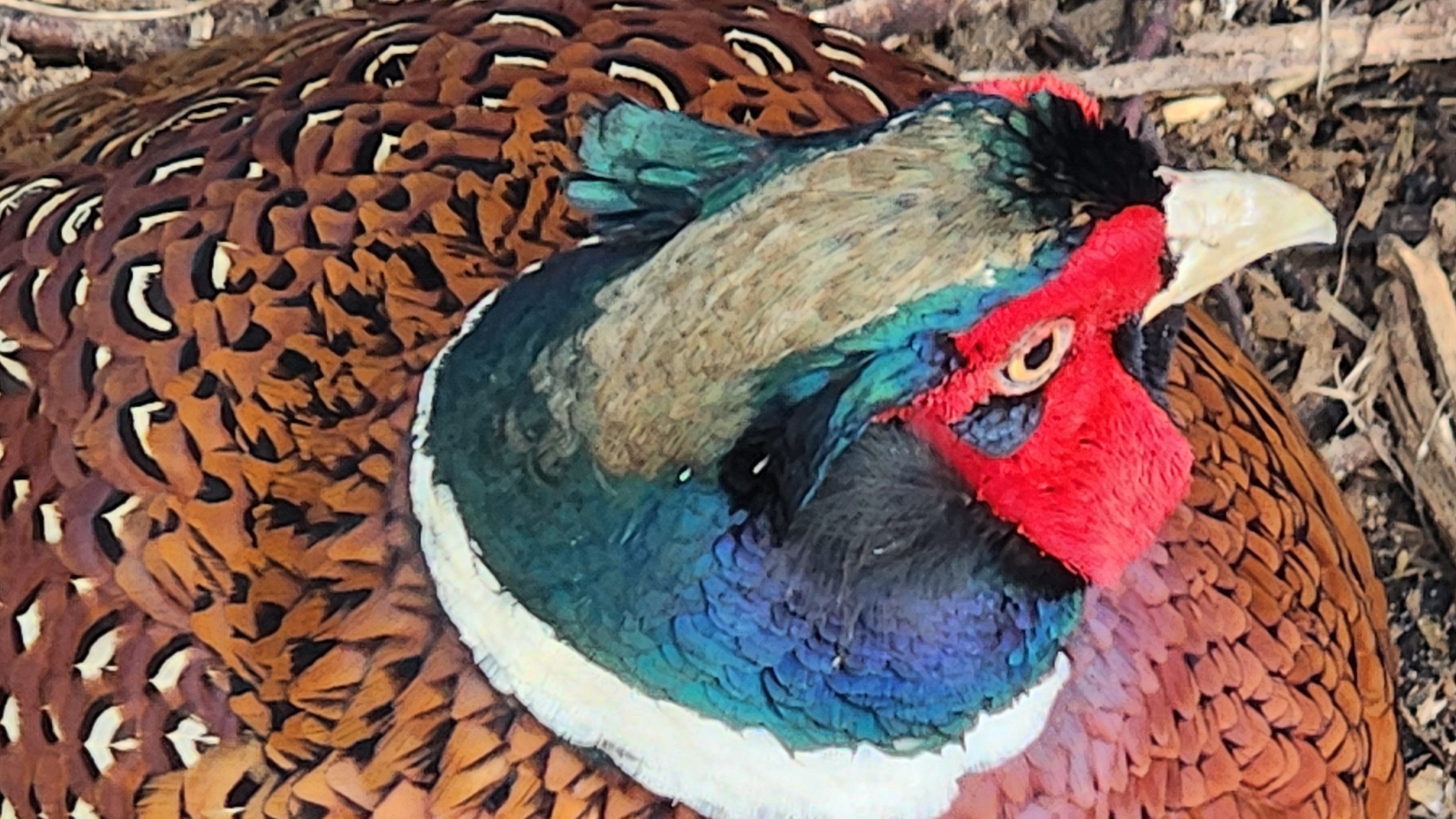 МИТИНО ПАРК ( КРАСИВЫЕ ПТИЦЫ) 19-03-2026