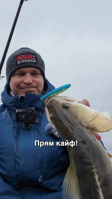 Без лишних слов – Frapp Trixy 125  работает!💪 #teammida