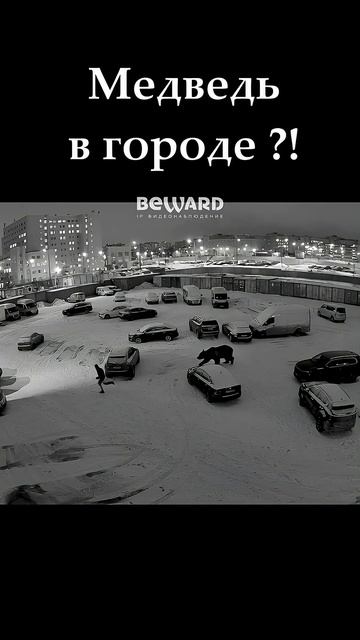 Медведь на парковке ?! ВЫШЕЛ ИЗ НИОТКУДА. Реально или ИИ?