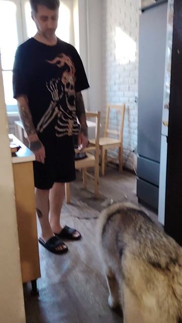 Хаски и глистогонка