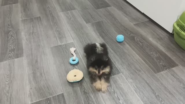 Купила Ляпе новую посуду и игрушки.