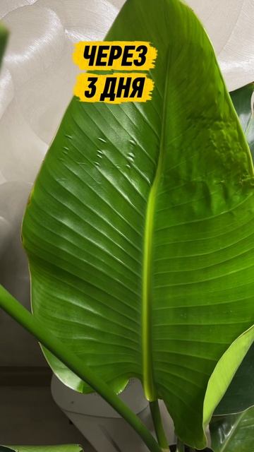 Стрелиция раскрутила лист #хобби #растения