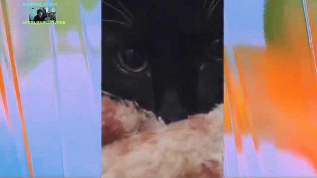 Удивительные животные !!!