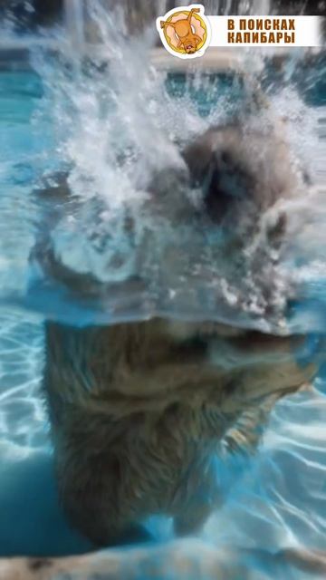 Отдыхай как капибара!