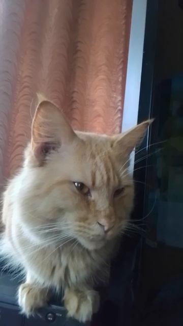 VID_20260320_163207.mp4