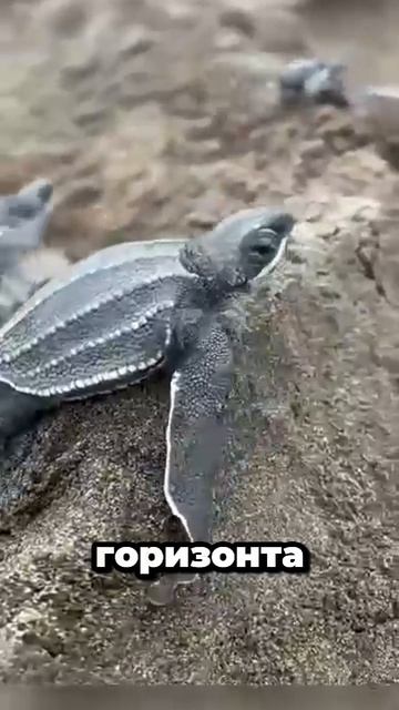 Почему НЕЛЬЗЯ трогать черепашек, бегущих к морю? Это может стоить им жизни! #факты #природа #shorts