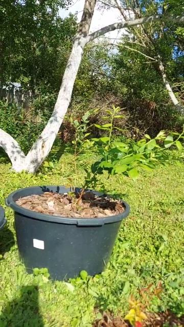 Почему садоводы выбирают наши саженцы?