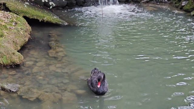 Чистим пëрышки... Один из двух чëрных лебедей, обитающих в Сочинском дендропарке