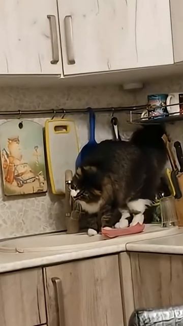 Удивительные животные !!! #юмор #кошки #прикол