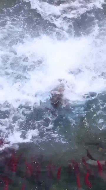 мощь и грация в одном видео

#медведь #мощь #грация #животные #топ #рек #рыбалка