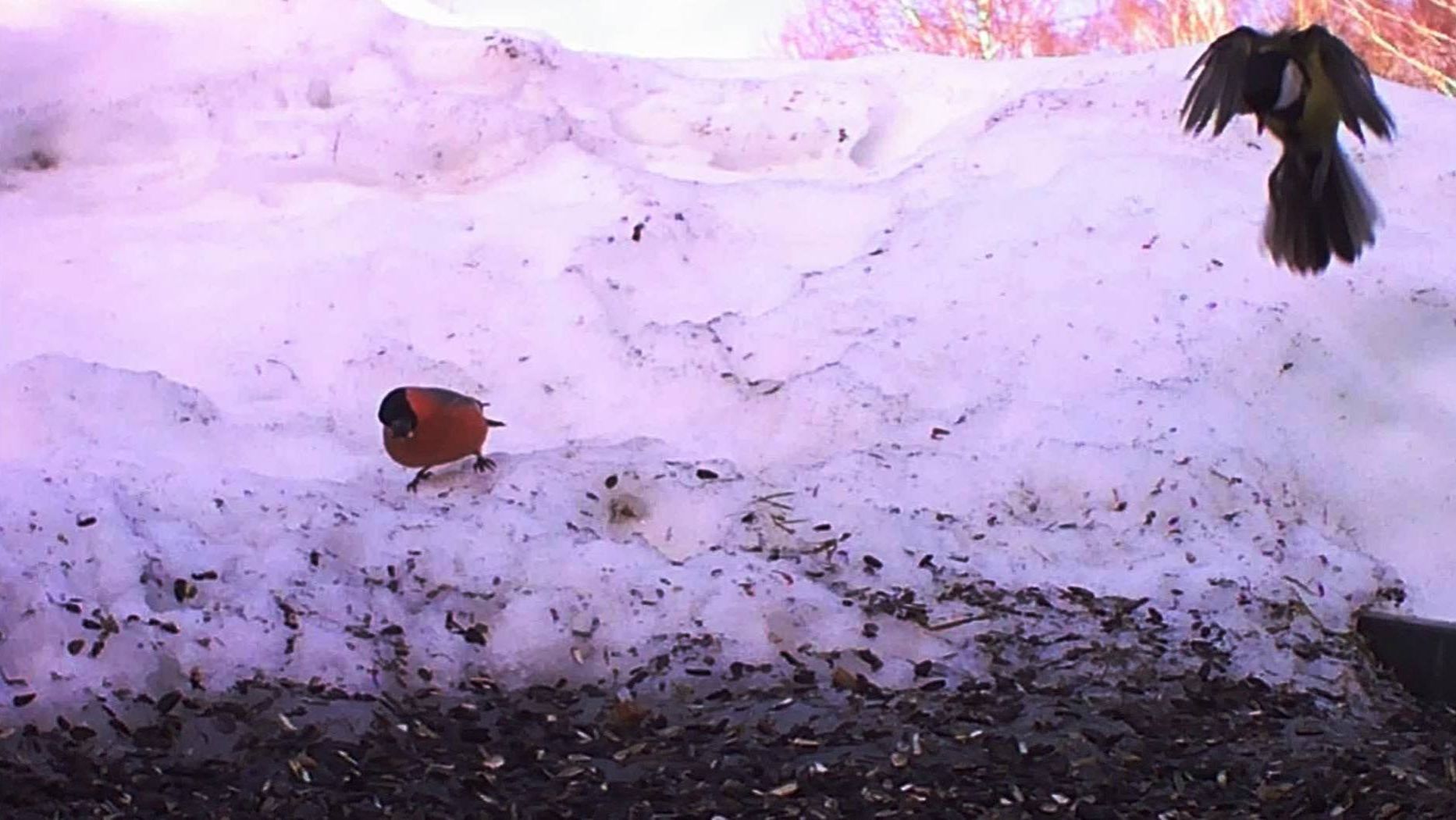 Страшней синицы зверя нет!