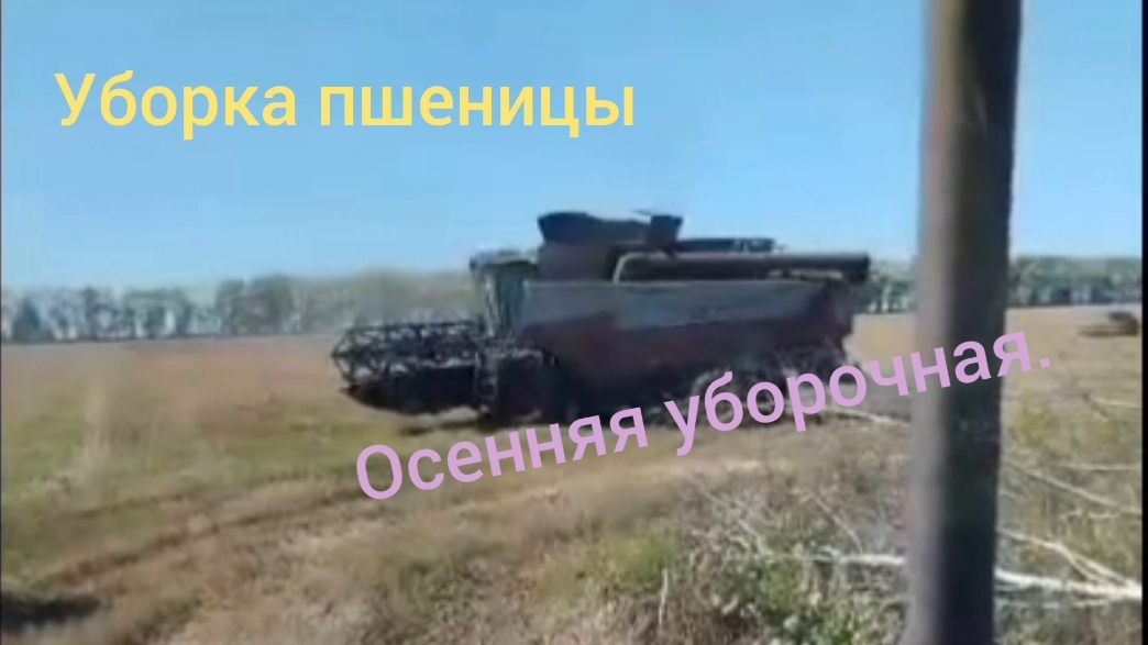 Уборочная пшеницы. Акрос 530, Дон-1500б, МТЗ 82.