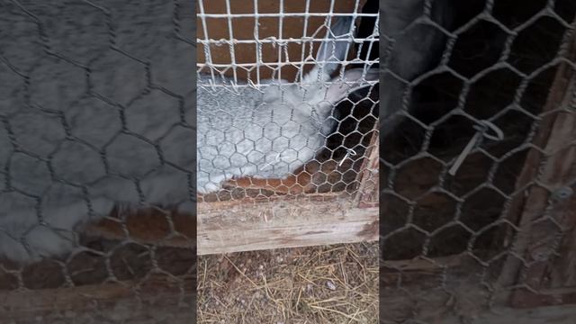 19 марта 2026(как прошли окролы)