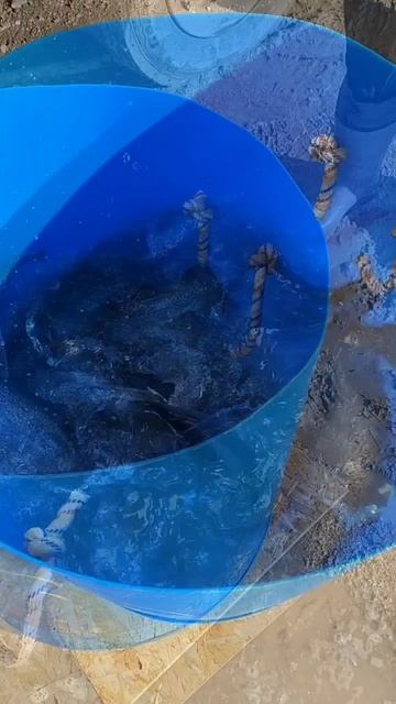 завоз_форели.mp4