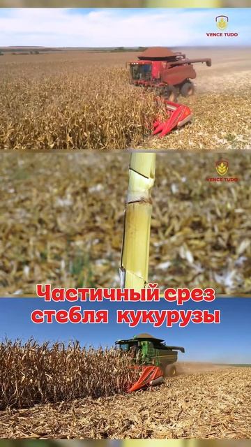 Bocuda Eagle: Бразильская мощь на вашем поле