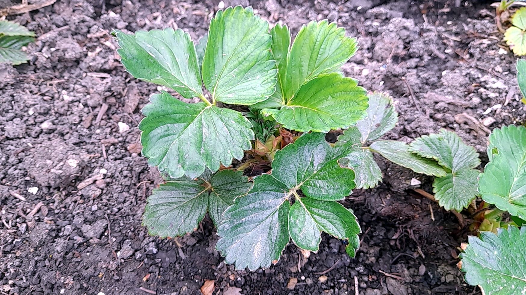 Идеальный СТАРТ для КЛУБНИКИ: ВЕСЕННЯЯ Подкормка, обработки, полезные советы!