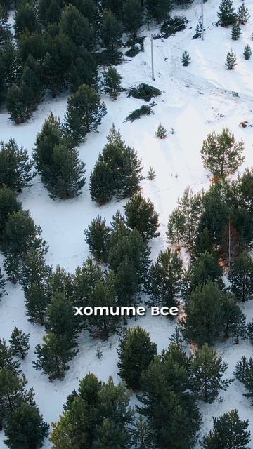 Участок в сосновом лесу, 