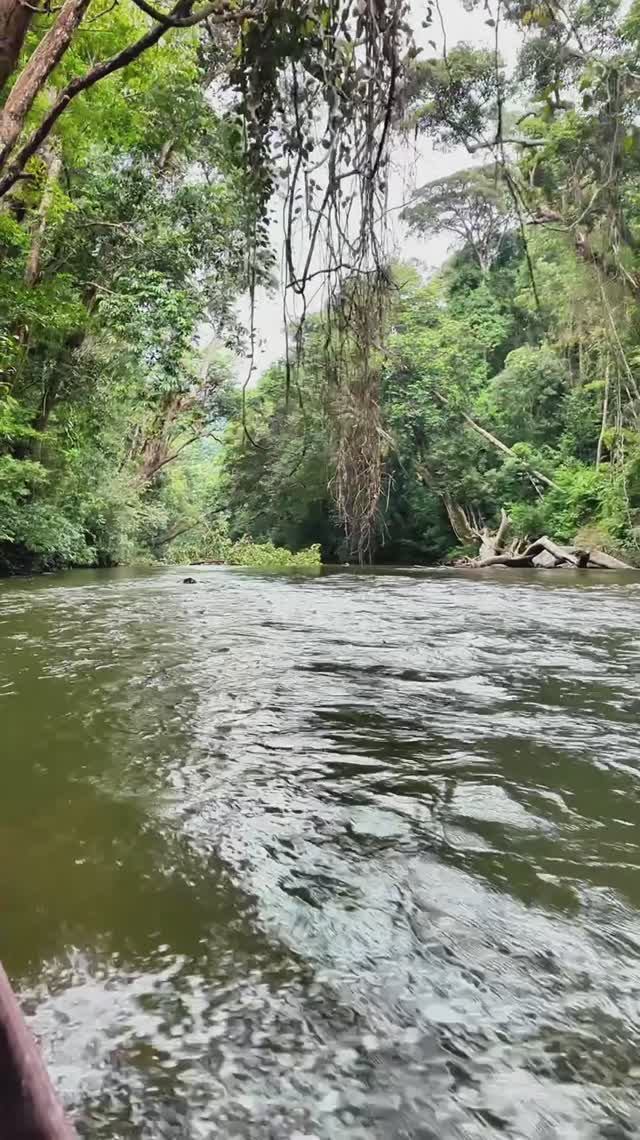 В СЕРДЦЕ ДРЕВНЕЙШИХ ДЖУНГЛЕЙ: Речное сафари в Таман-Негара! 🚤🌿 Трасса, которой 130 миллионов лет!