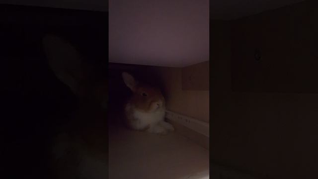 Познакомьтесь с крендельком