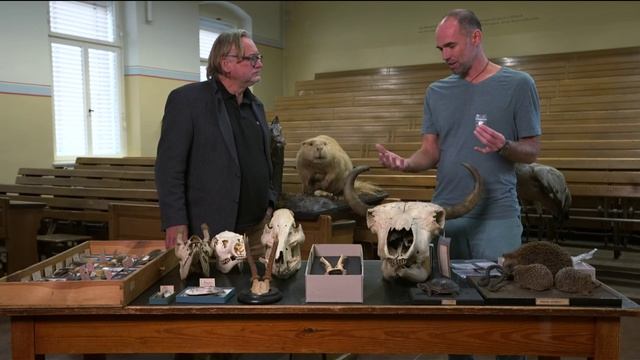 Шаманка из Бад-Дюрренберга: дикая природа / эксклюзивная археология