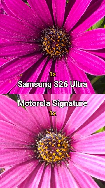 Motorola Signature Vs Samsung S26 Ultra: ТЕСТ МАКРОФОТО! 🌸