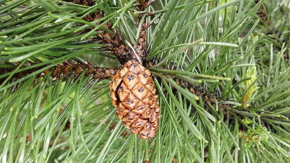 Зелёное чудо...