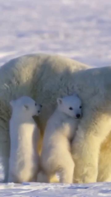 белые медвежата

#медведь #животные #милота #малыши #топ #рек