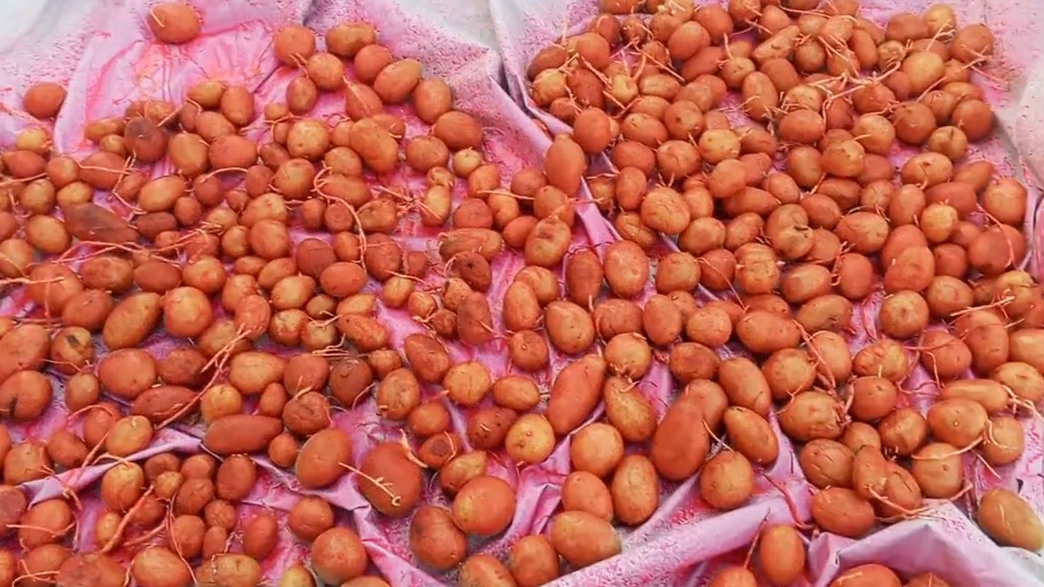 Посадка картошки в марте на кубани.