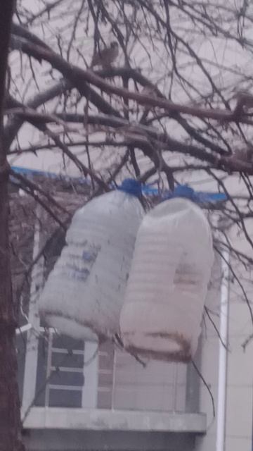 весёлые воробейки