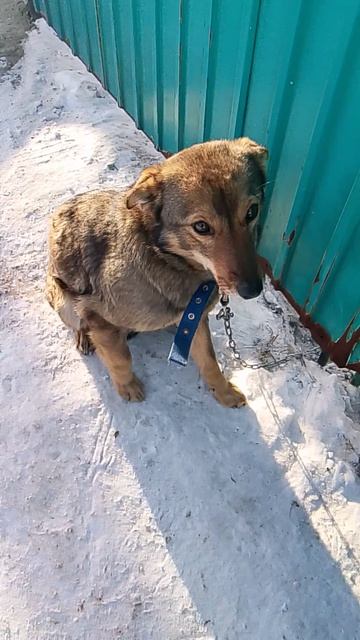 помогите собачке