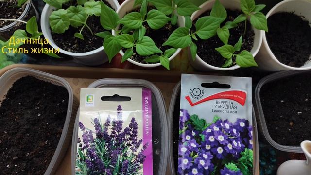 Сею цветы, которым нужна стратификация