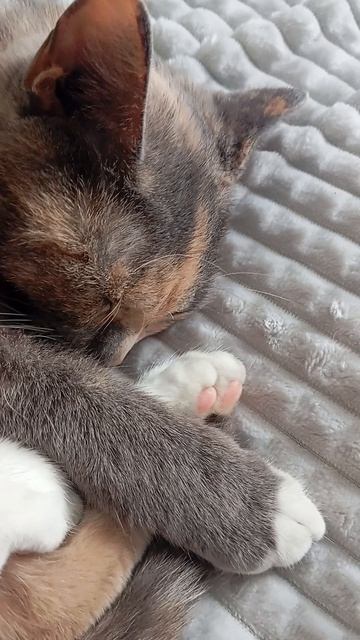 1000005504.mp4 сладкий сон кошки  Нюси