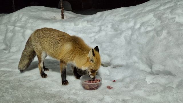 (1246) Лиса приходит в гости. Март 2026