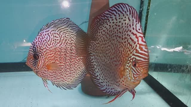 Мартовский обзор разводни нашего питомника