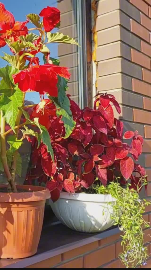 Колеусы из семян..Посев на рассаду..🌱