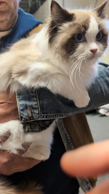 Рэгдолл Локи. девочка сил биколор 9 месяцев.