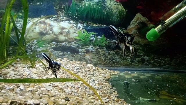 наконец-то аквариум поставил