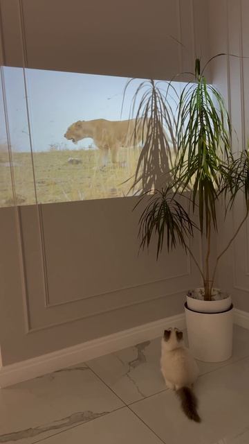 Рэгдолл. 
Питомник кошек Plushdollru