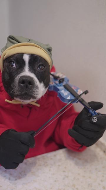 Играем на скрипке лучше всех 🎻