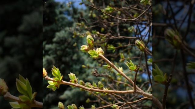 Иисуса глас я услыхал