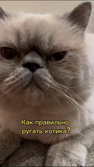 Как ругать кота 😼